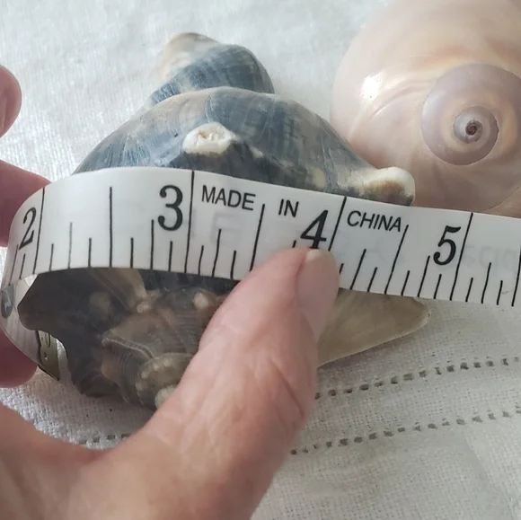 Shells And Barnicle East Coast Florida - Picture 10 of 10